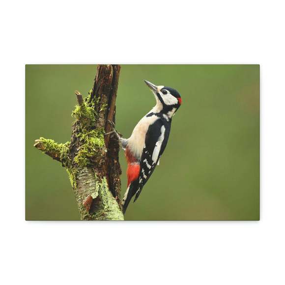 Majestic Woodpecker Art Majestic Woodpecker Print Animal Wall Art Wildlife Canva